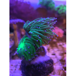 Euphyllia glabrescens toxic green